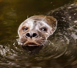 animal-21934_640